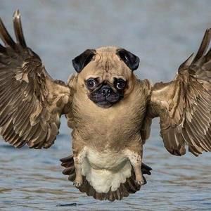 Meet your Posher, Johnny